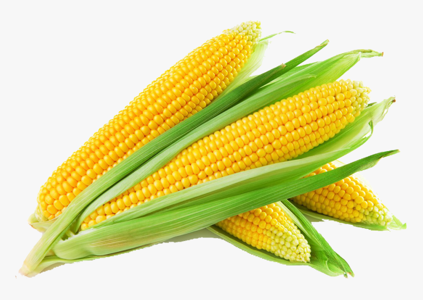 Corn Png, Transparent Png