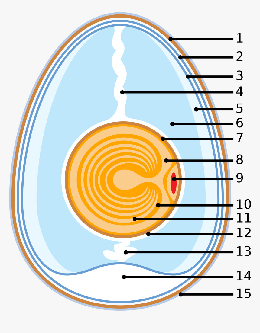 Transparent White Egg Png - Schematic Of A Chicken Egg, Png Download