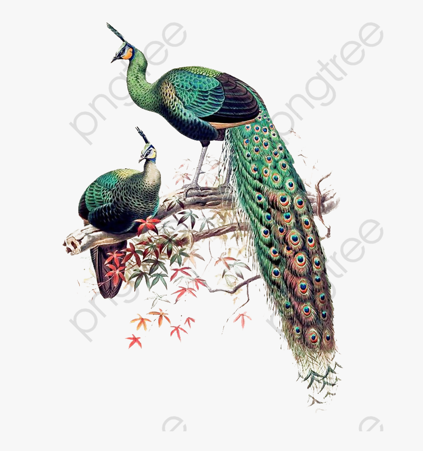 Peacock Clipart Wedding - Pavo Muticus Art, HD Png Download