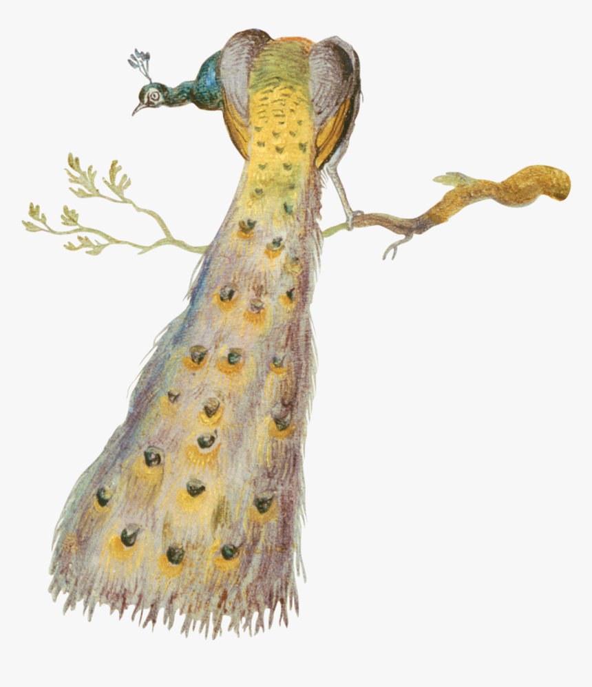 Tattly, HD Png Download