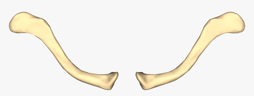 File - Clavicle - Close-up - Infeiror View, HD Png Download