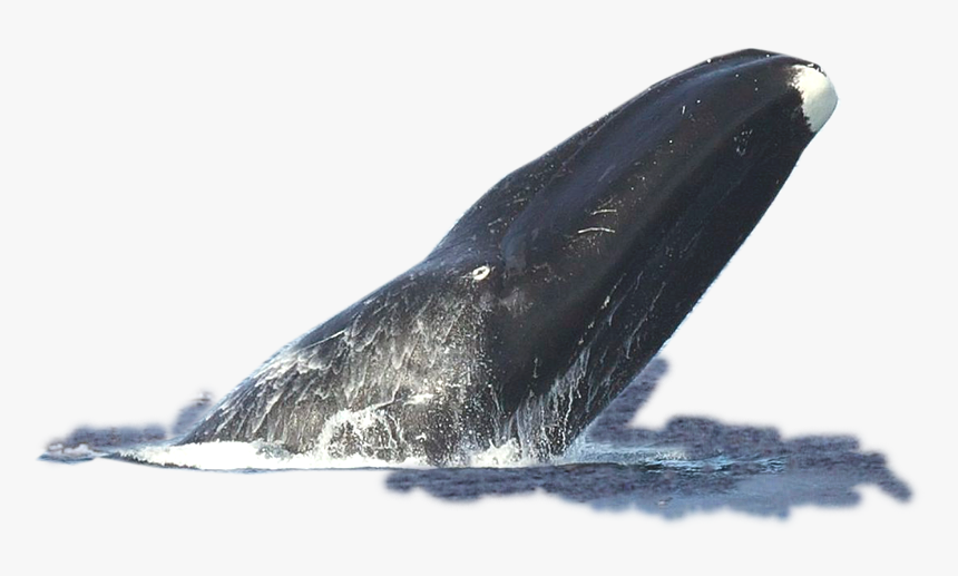 Transparent Mlg Doge Png - Bowhead Whale Facts, Png Download