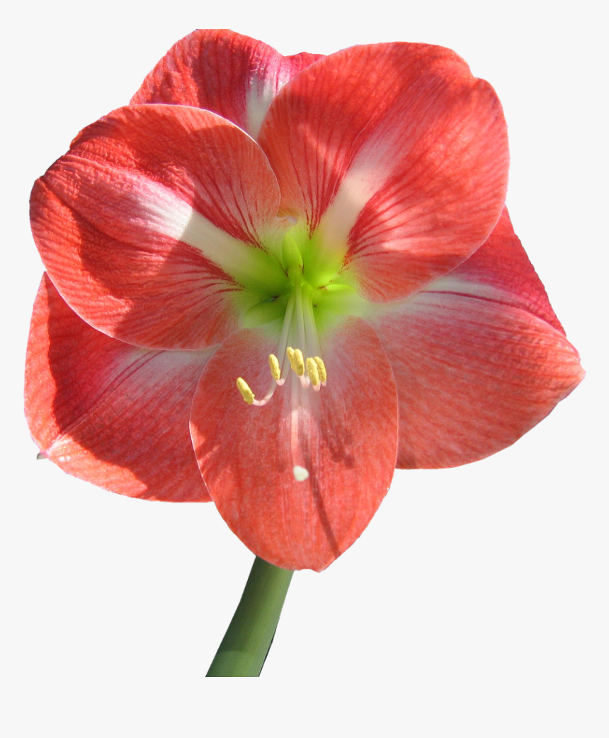 Amaryllis Transparent Background, HD Png Download