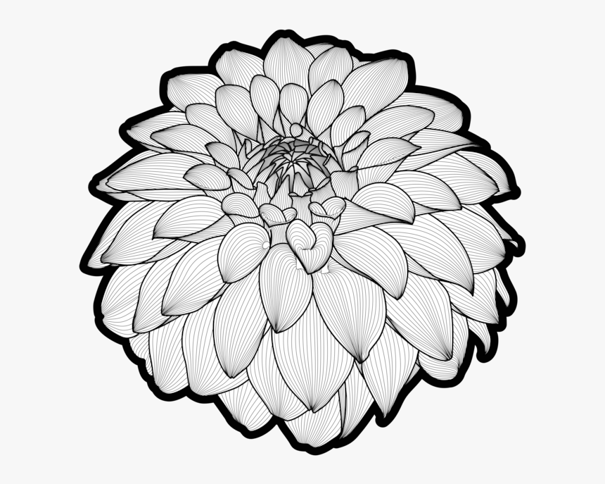 Botany,plant,flower - Common Zinnia, HD Png Download