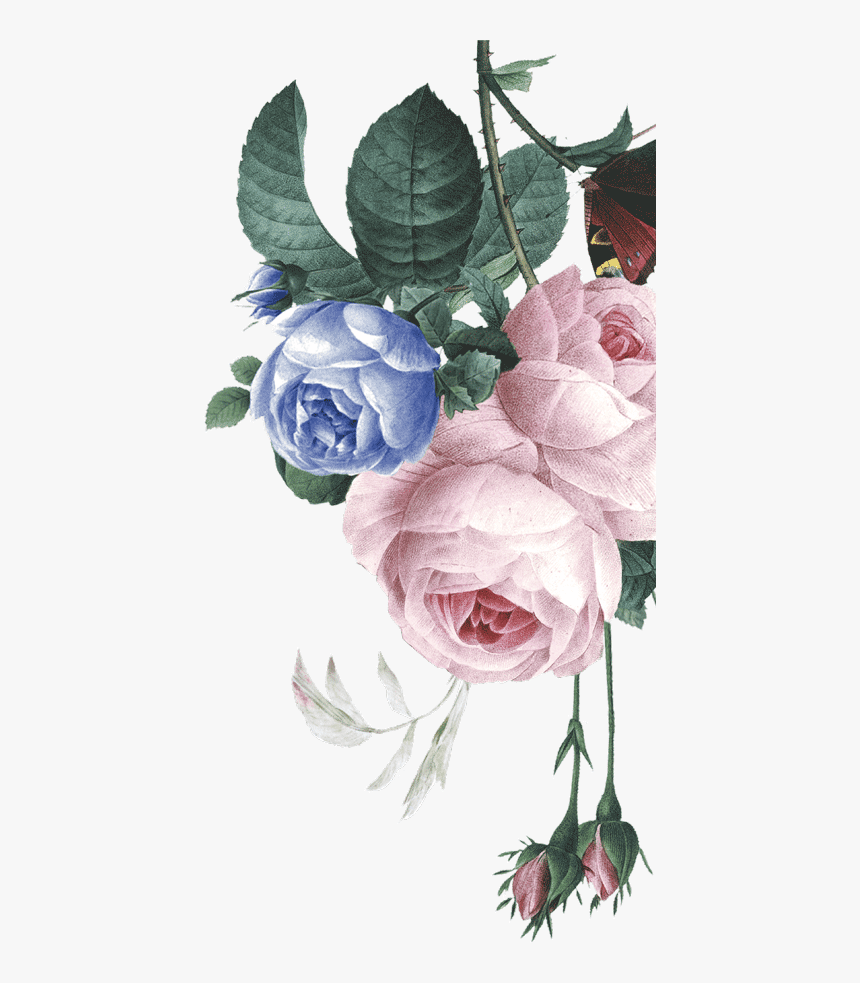 Garden Roses, HD Png Download