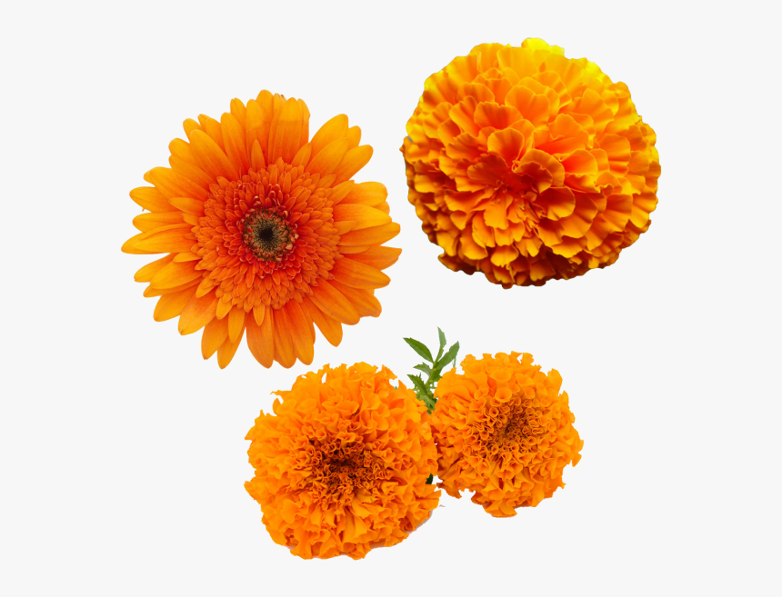 Merigold Flower, Transparent Merigold Flower, Yellow - Transparent Marigold Flower Png, Png Download