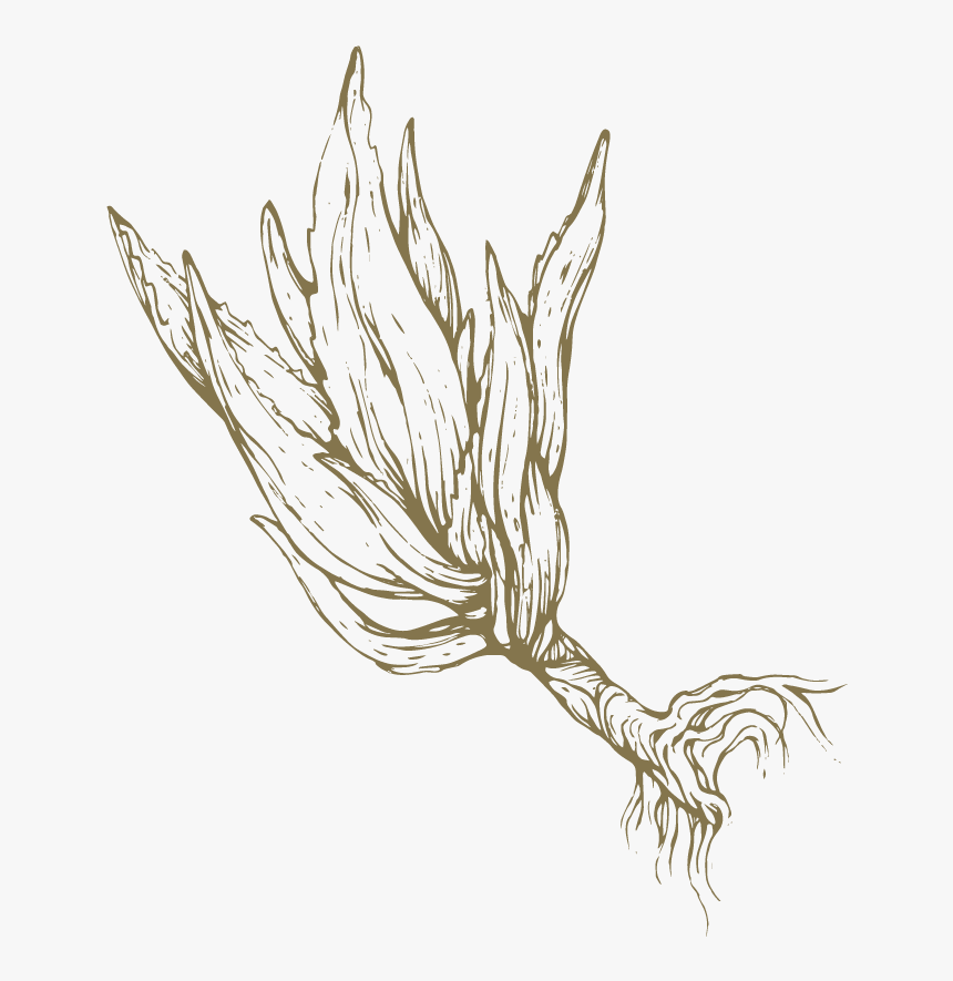 Aloe Drawing Flower - Sketch, HD Png Download