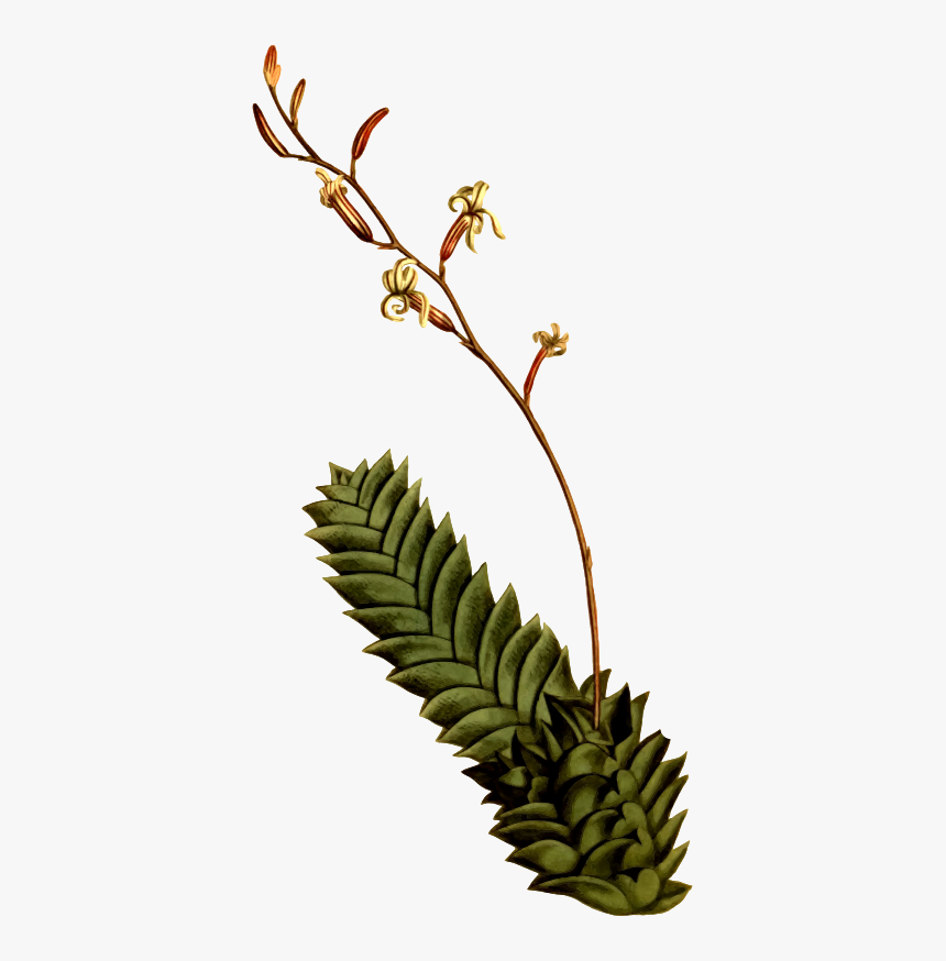 Aloe Drawing Flower - Illustration, HD Png Download