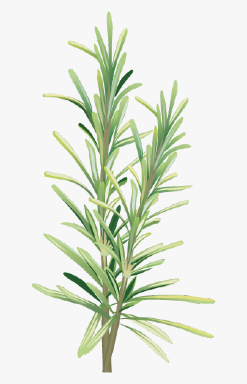 Spices And Herbs - Free Clip Art Rosemary, HD Png Download