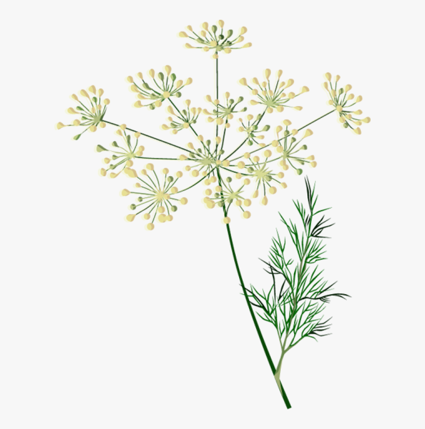 Clip Art Of Spices And Herbs - Dill Plant Clipart, HD Png Download