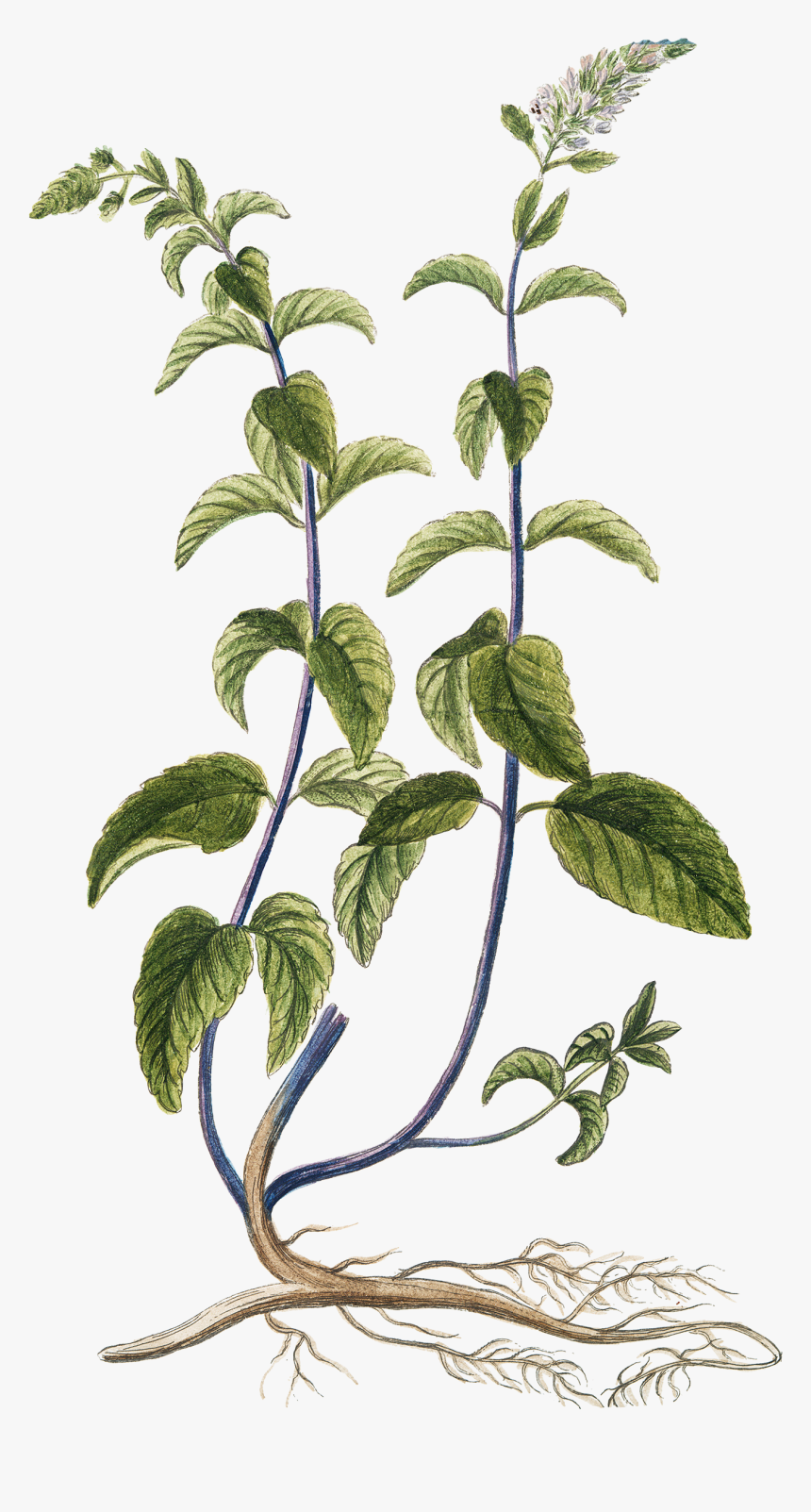 Pics Of Herbs - Free Botanical Herb Prints, HD Png Download