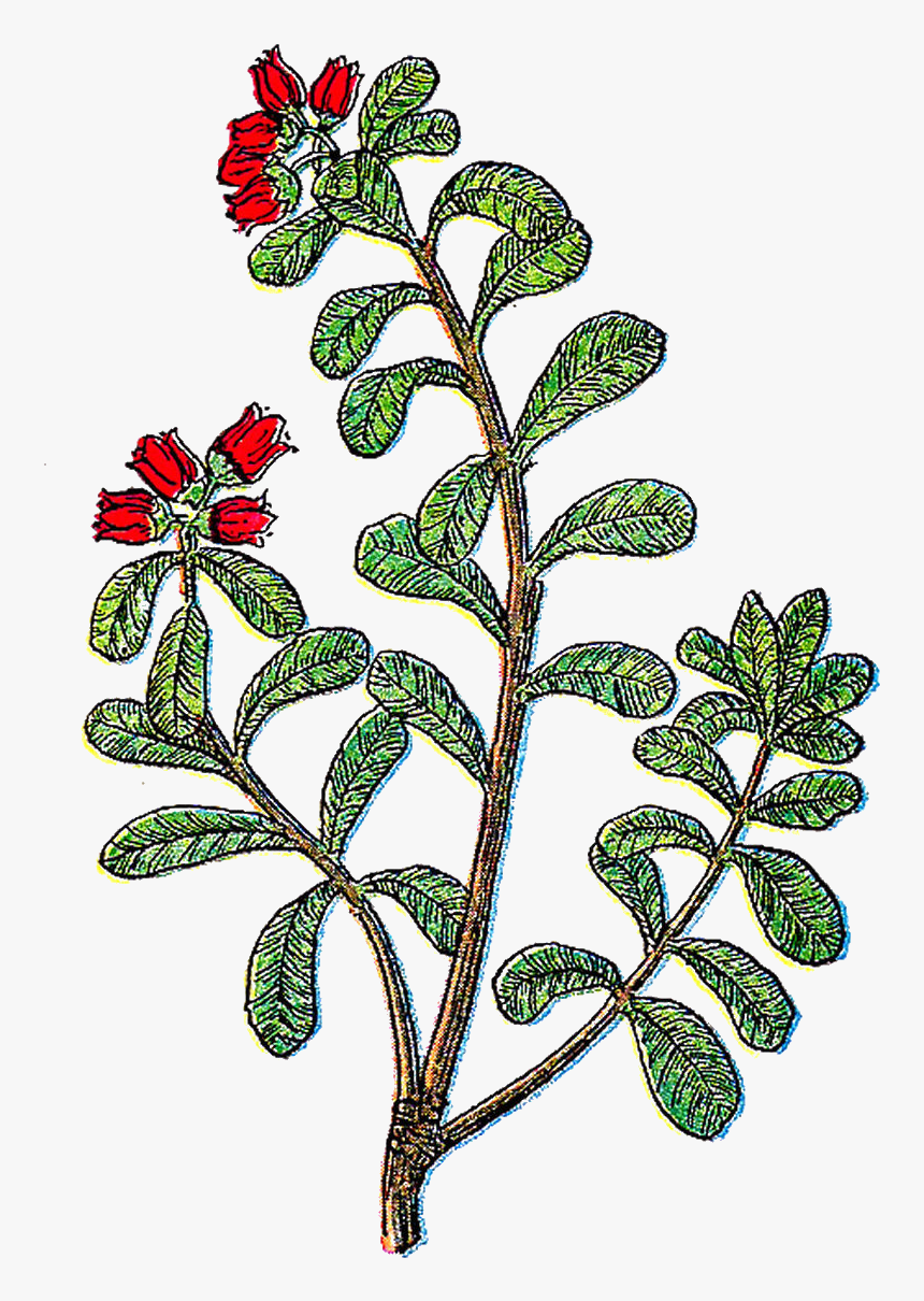 Herb Illustrations - Vintage Herbs Clipart, HD Png Download
