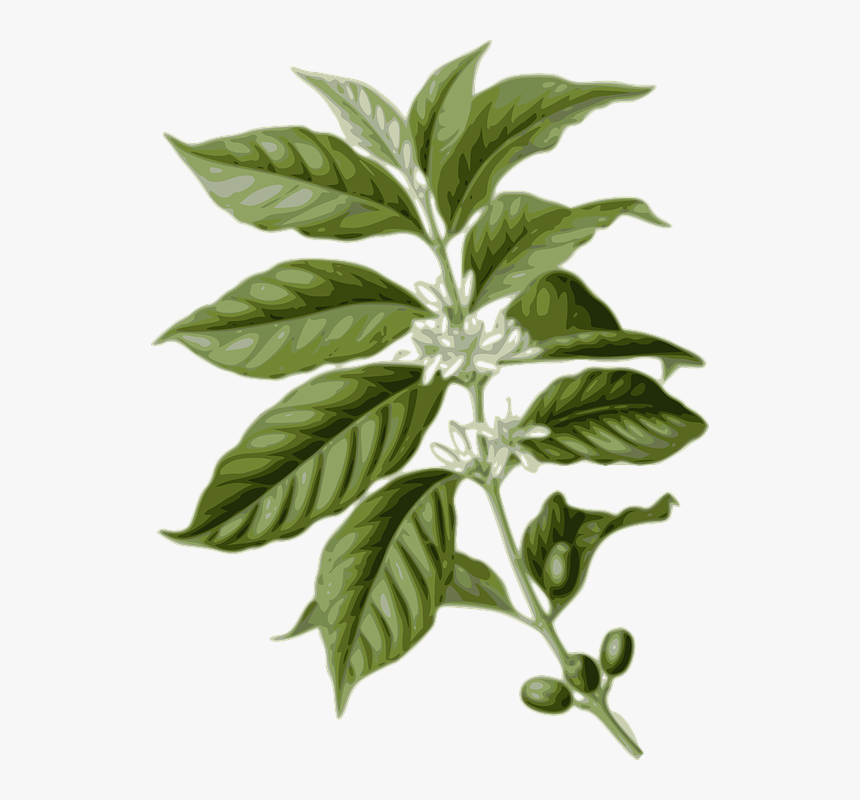Coffee, Flower, Leaf, Leaves, Plant - Coffea Arabica, HD Png Download