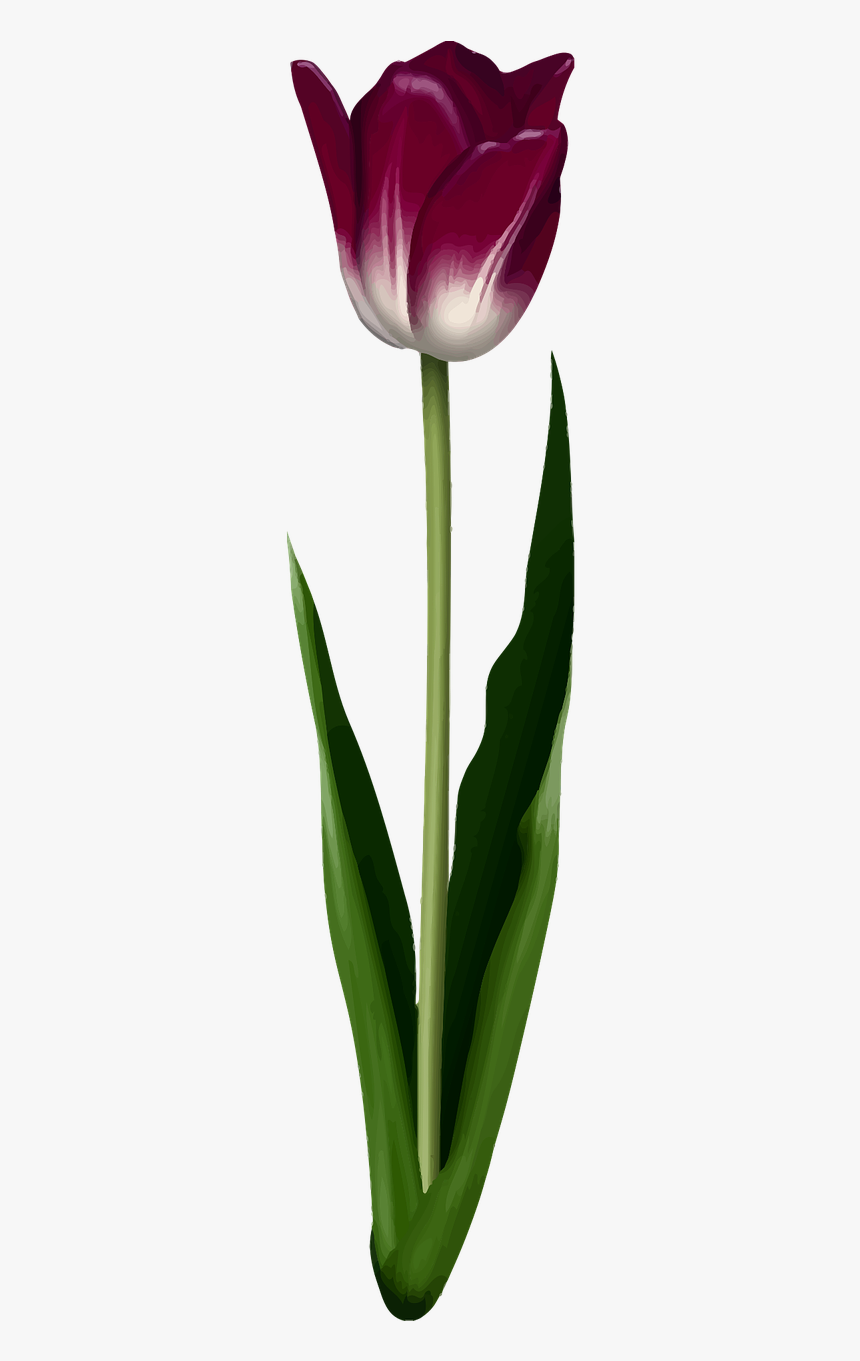 Sprenger's Tulip, HD Png Download