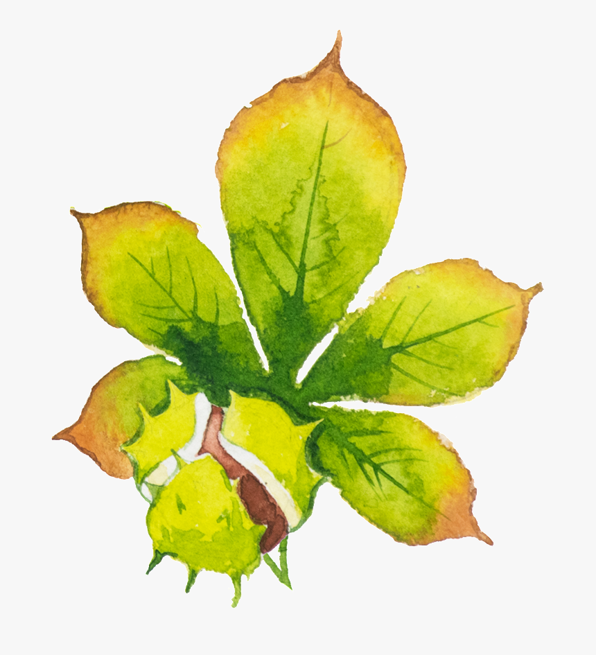 Hand-painted Green Leaf Hd Beautiful Png - Watercolor Paint, Transparent Png