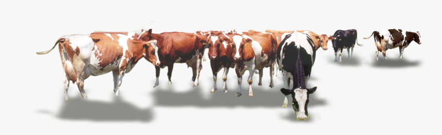 Calf Vector Cow Indian - Cow Herd Png, Transparent Png