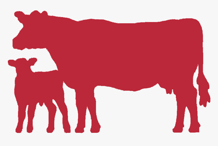 Indian Cow Images Png, Transparent Png
