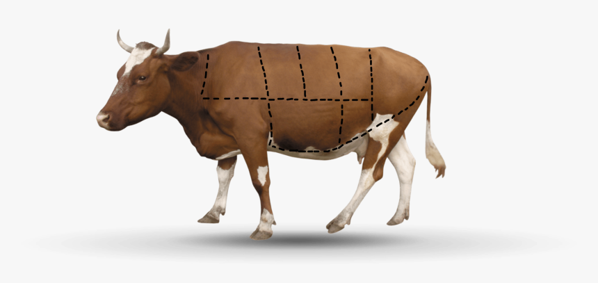 A A Cow Has 7 Parts - Transparent Background Cattle Png, Png Download