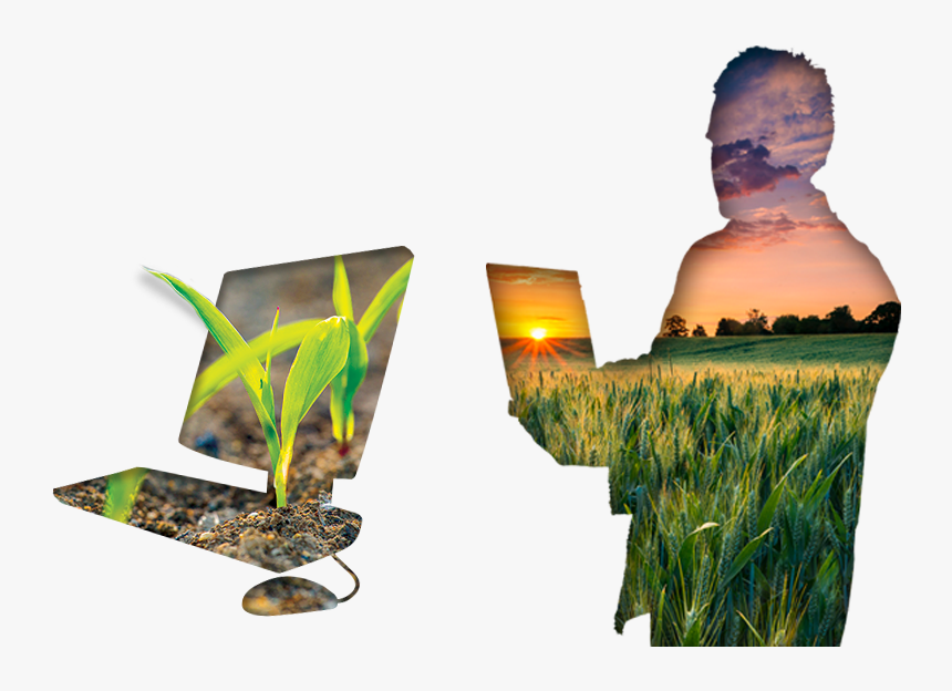 Grass, HD Png Download