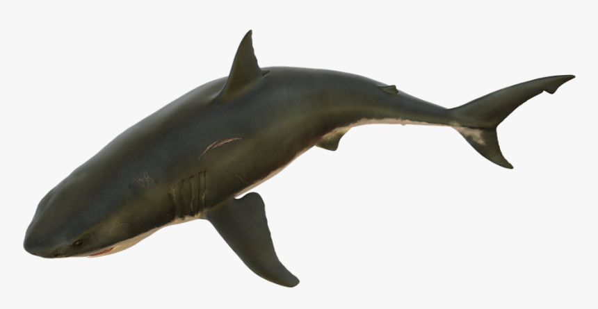 Shark, Fish, Sea, Ocean, Fishing, Bait, Design - เหยื่อ ปลา ฉลาม Png, Transparent Png