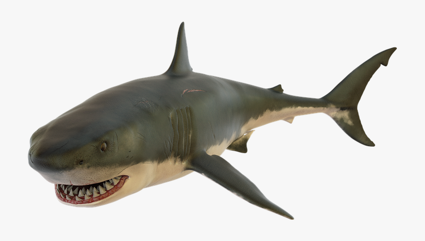 Shark, Fish, Sea, Ocean, Fishing, Bait, Design - Žralok Png, Transparent Png