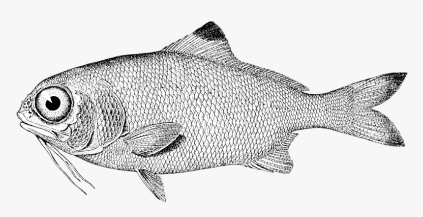 Fish, Vintage, Drawing, Nature, Sea, Food, Retro - Perfil De Un Pez, HD Png Download