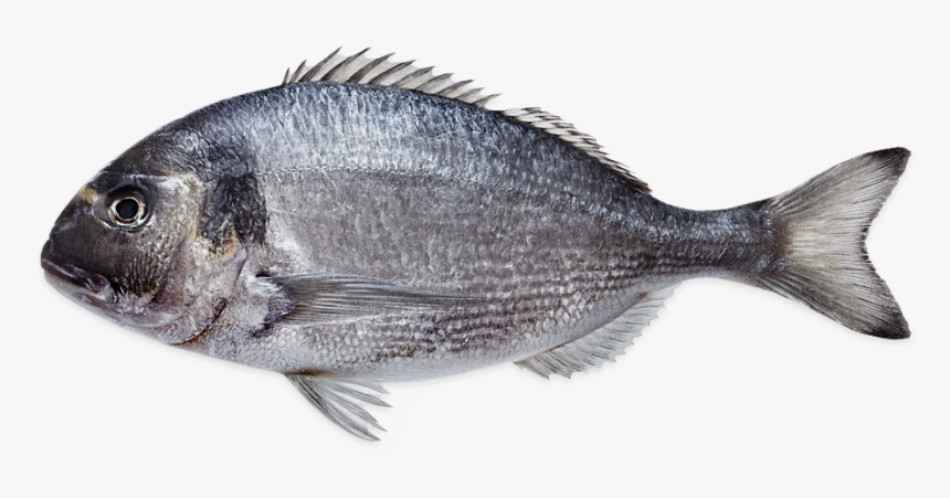 Sea Bream Farmed - Sole, HD Png Download