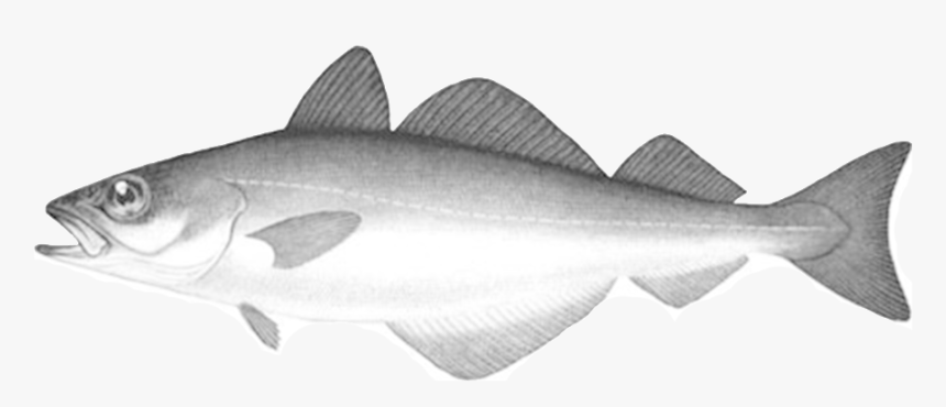 Fish That Eats Other Fish Grey, HD Png Download
