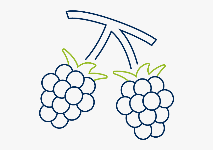 Seedless Fruit, HD Png Download