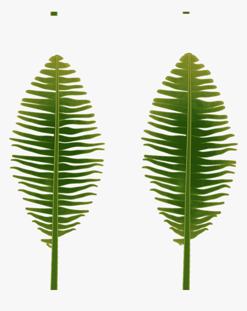 Fern, HD Png Download