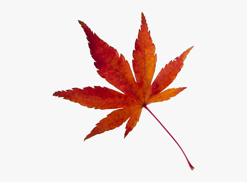 Maple Leaf 638022 1920 - Frasi Con Soggetto E Predicato, HD Png Download