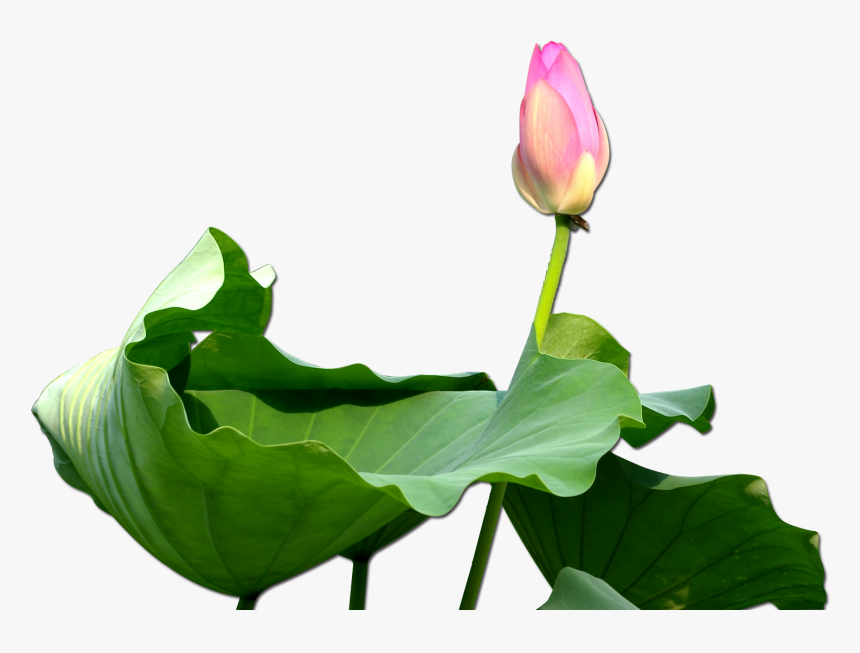 Nelumbo Nucifera Clip Art - น้ำมัน หอม ระเหย กลิ่น ดอกบัว, HD Png Download