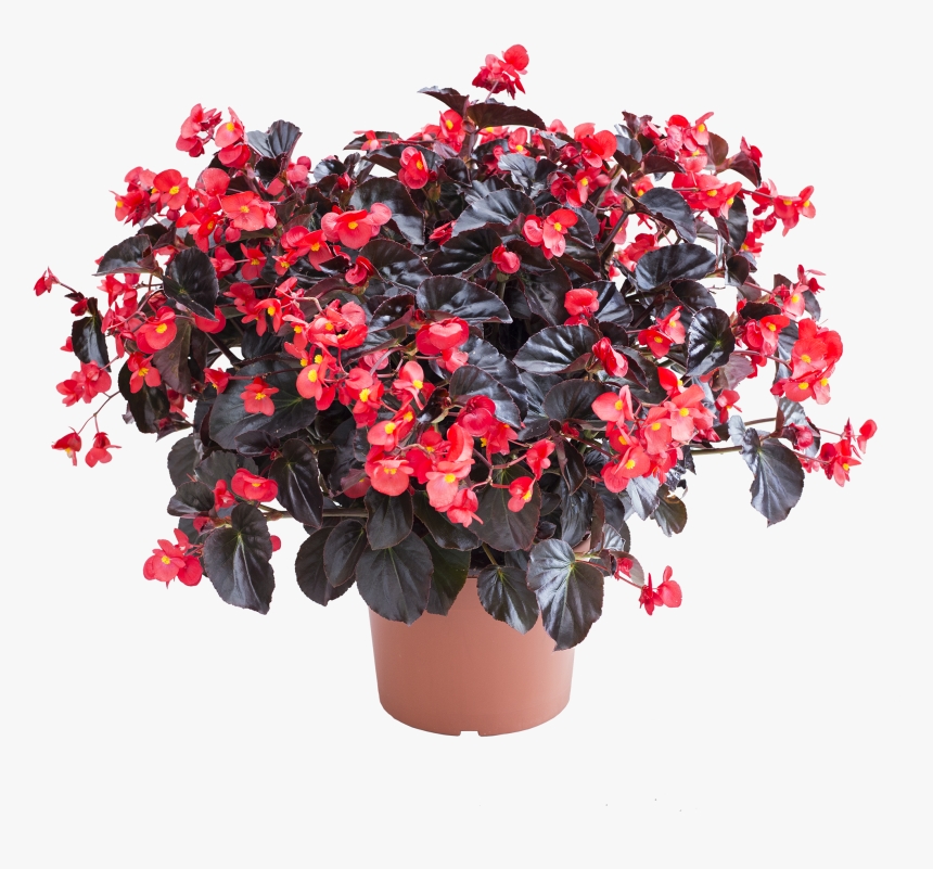 Begonia Viking Xl Red On Chocolate, HD Png Download