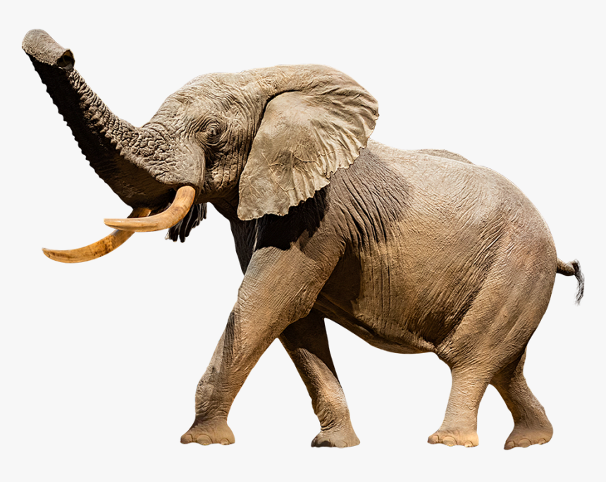 A Cutout Image Of Henry The Taxidermy Elephant - National Museum Of Natural History, HD Png Download