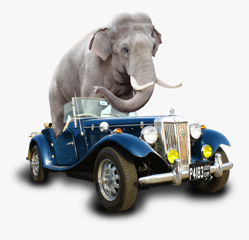 Car Elephant Fin - Indian Elephant, HD Png Download