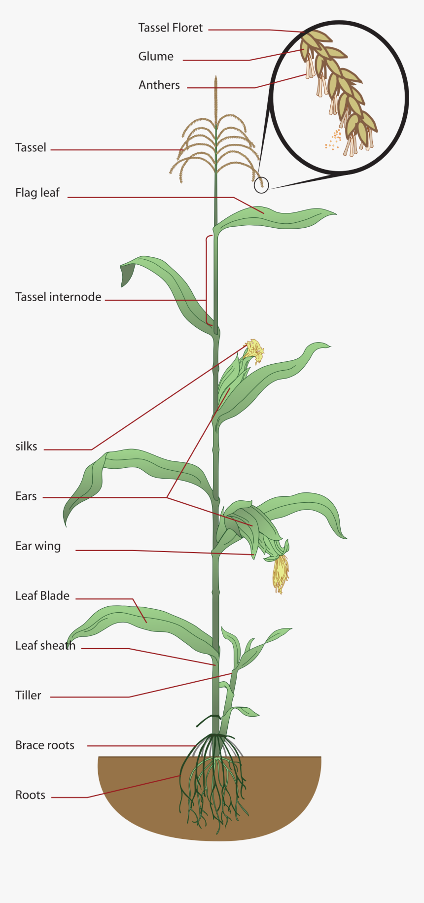 Structure Of Maize Plant, HD Png Download