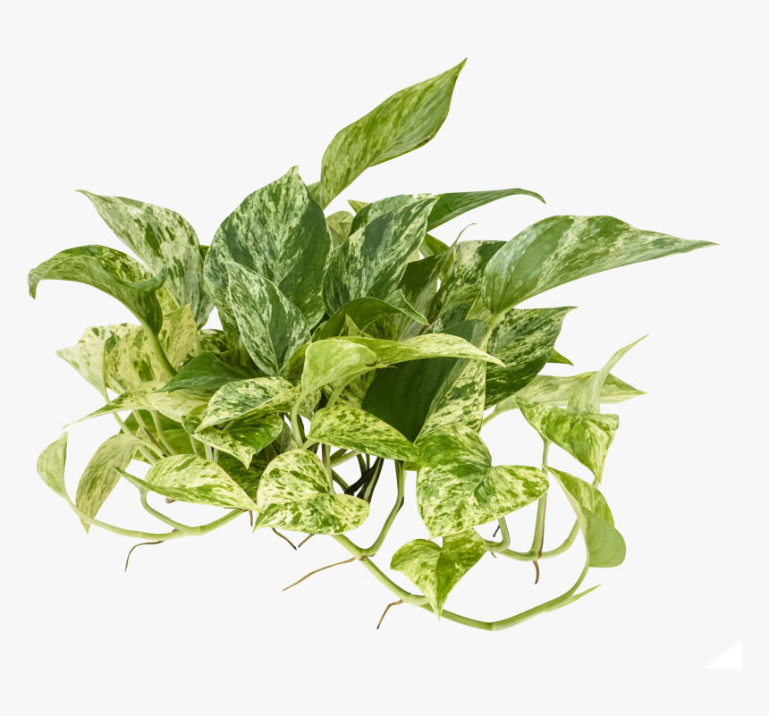 Epipremnum Png, Transparent Png