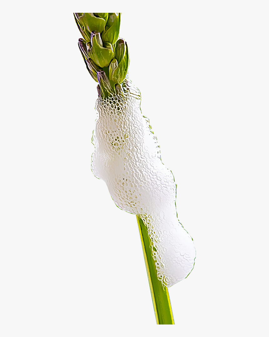 Plant Png Images, Transparent Png