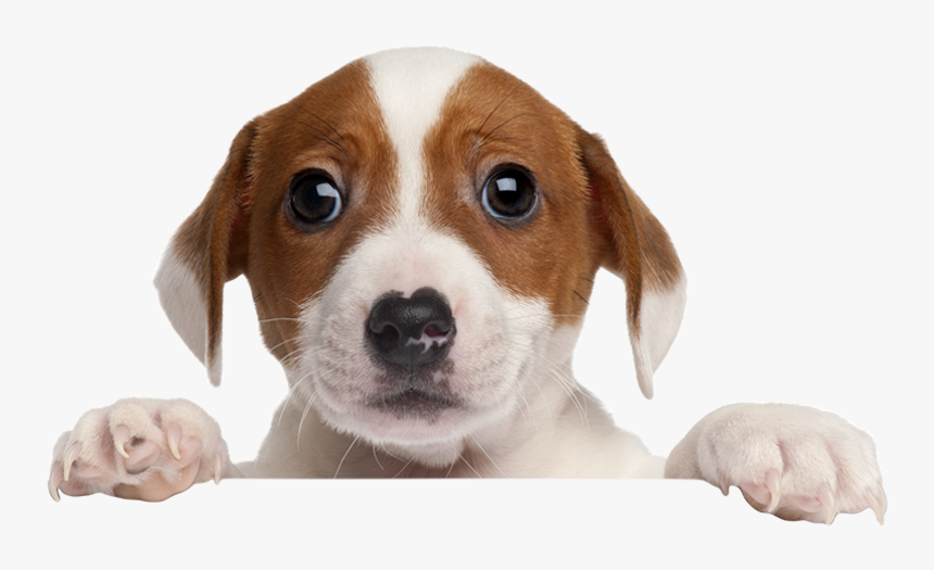 Thumb Image - Rescue Dog Png, Transparent Png