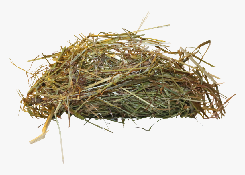 Edible Birds Nest Bird Nest - Birds Nest Transparent, HD Png Download
