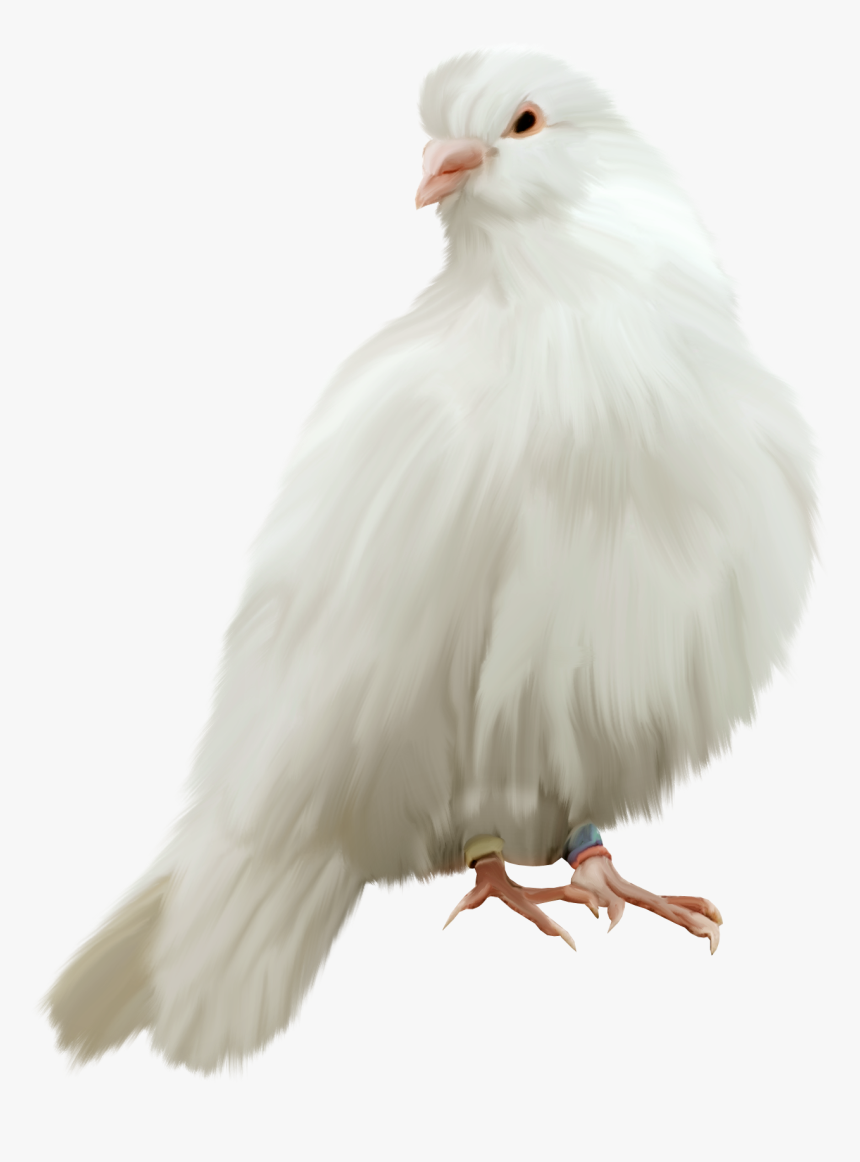 Pigeon Png - Pigeons Png For Edit, Transparent Png
