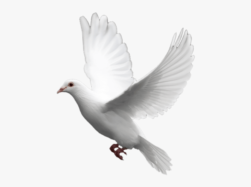 Transparent Background Dove Png, Png Download