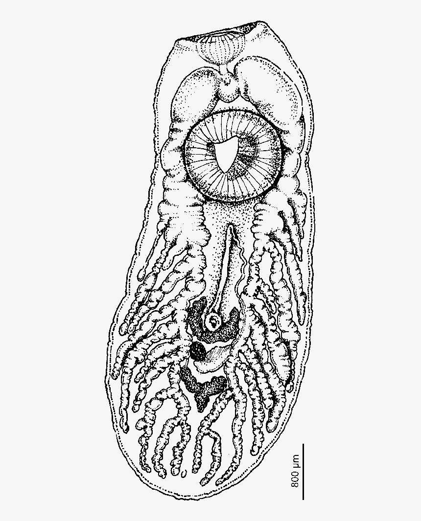 Illustration, HD Png Download