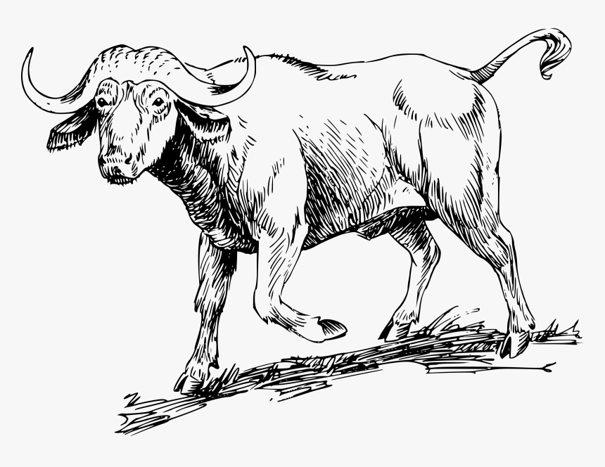 Buffalo 2 Clip Arts - Ox Family Words Worksheet, HD Png Download