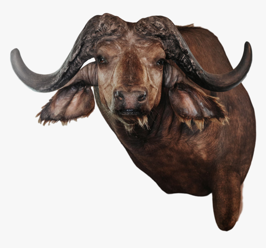 Bull, HD Png Download