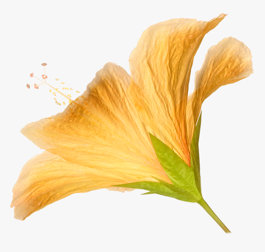 Hd Png Flower - Transparent Natural Flowers Png, Png Download