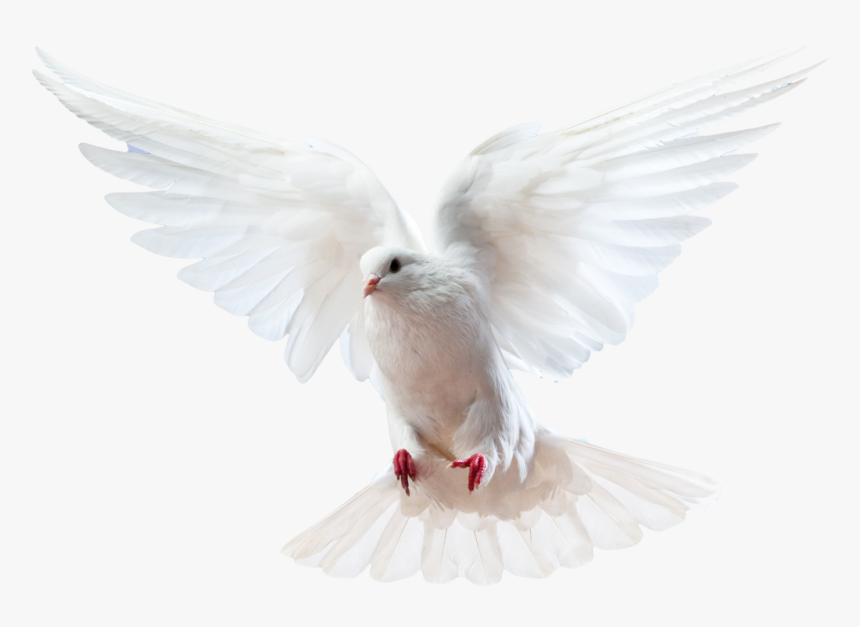 Columbidae Bird Doves As Symbols Domestic Pigeon - Holy Spirit Dove Png, Transparent Png