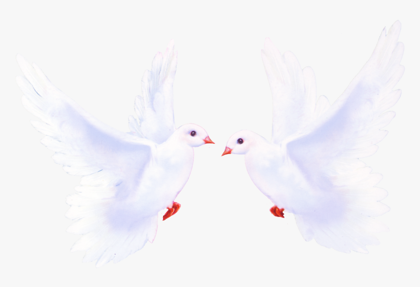 Pigeon Png Image Free Download - Международным Днем Семьи 15 Мая, Transparent Png