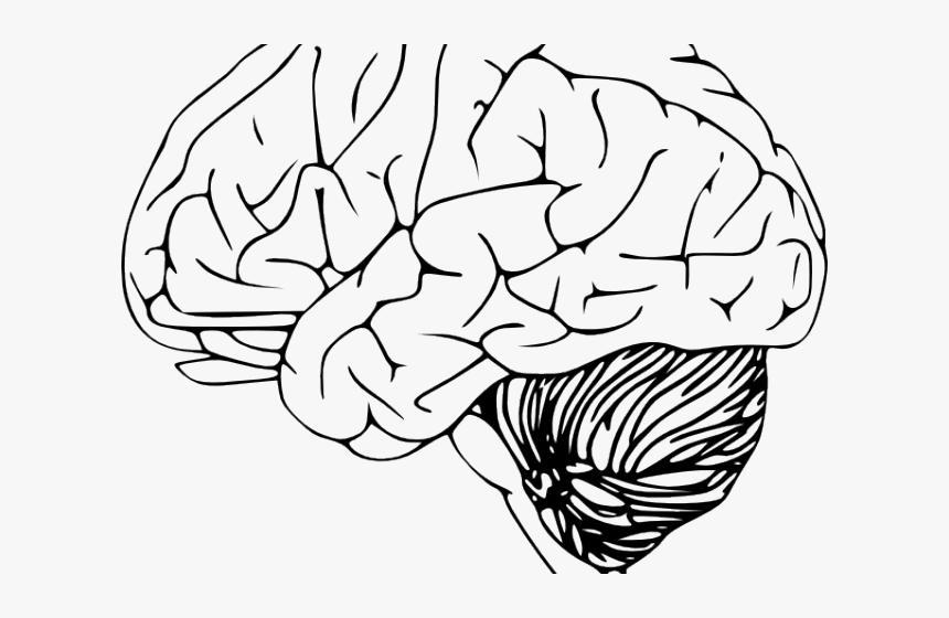 Brain Clip Art, HD Png Download