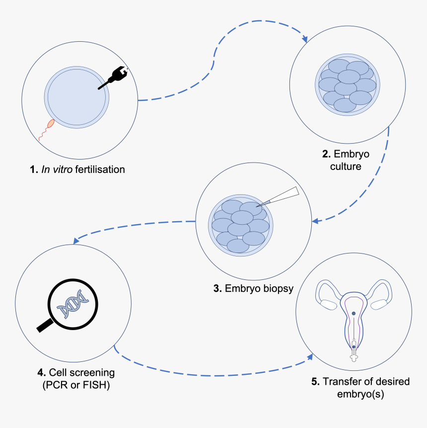 Pgd Process, HD Png Download